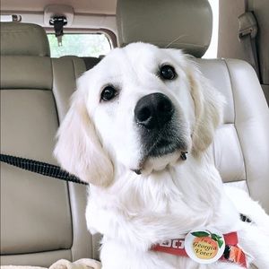 Meet your Posher, Lena